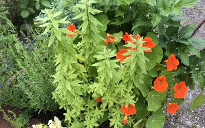Eetbare bloemen en voedselallergie